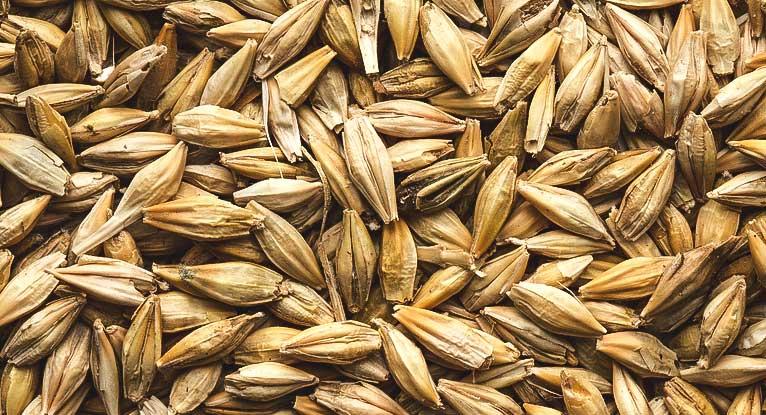 Barley
