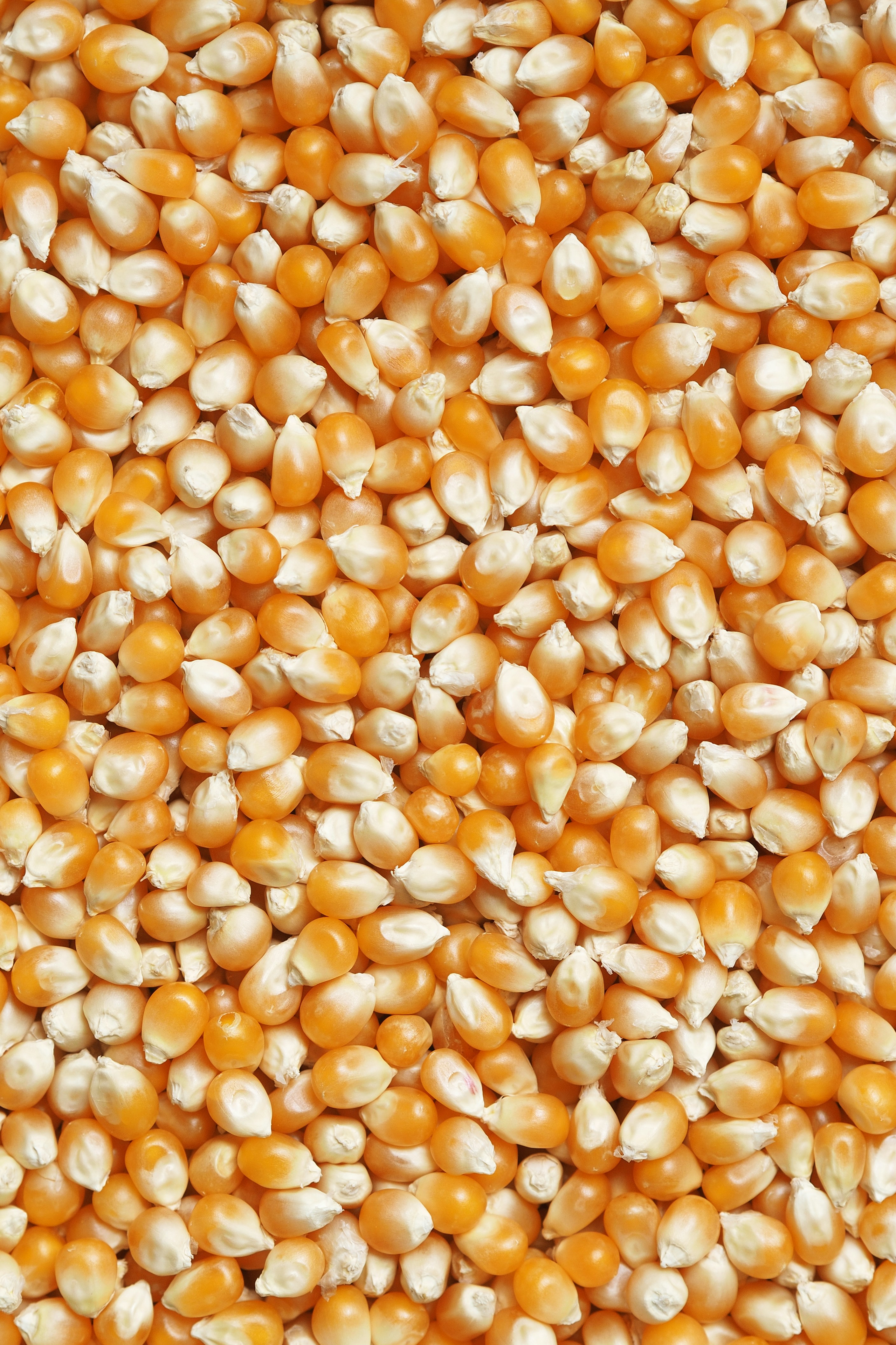 Feed Yellow Corn