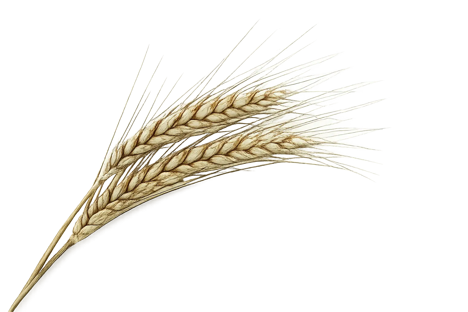 grains